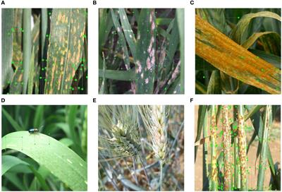 GranoScan: an AI-powered mobile app for in-field identification of biotic threats of wheat